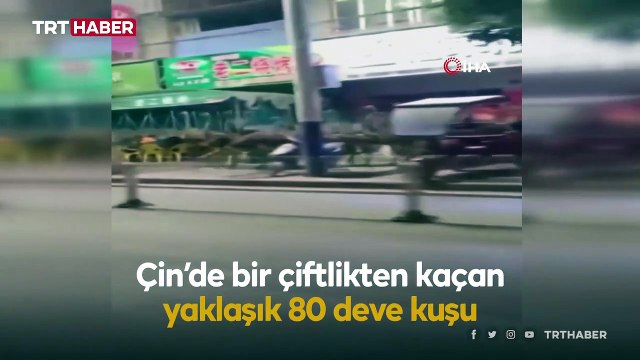 Çin’de çiftlikten kaçan 80 deve kuşu sokakları birbirine kattı