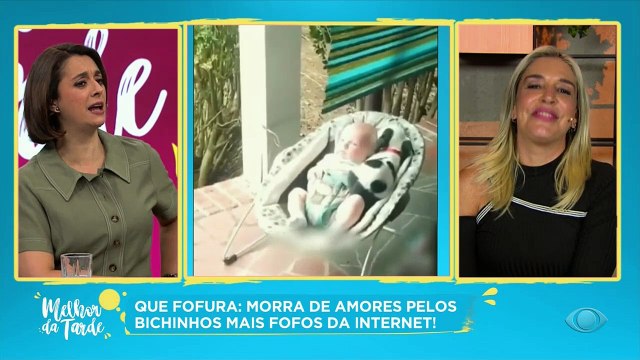 Uma seleção de vídeos com bichinhos incríveis. Confira!