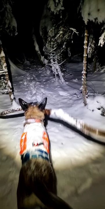 Malinois Dragging Stick Covers Owner in Snow