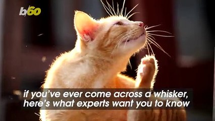 If Your Cat is Shedding Their Whiskers Excessively, This is What You Should Do