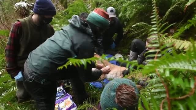 Las grandes autopistas americanas frenan la repoblación de pumas en las montañas