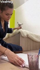 Dog Deliberately Throws Toy Out of Bed