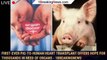 First-ever pig-to-human heart transplant offers hope for thousands in need of organs - 1breakingnews