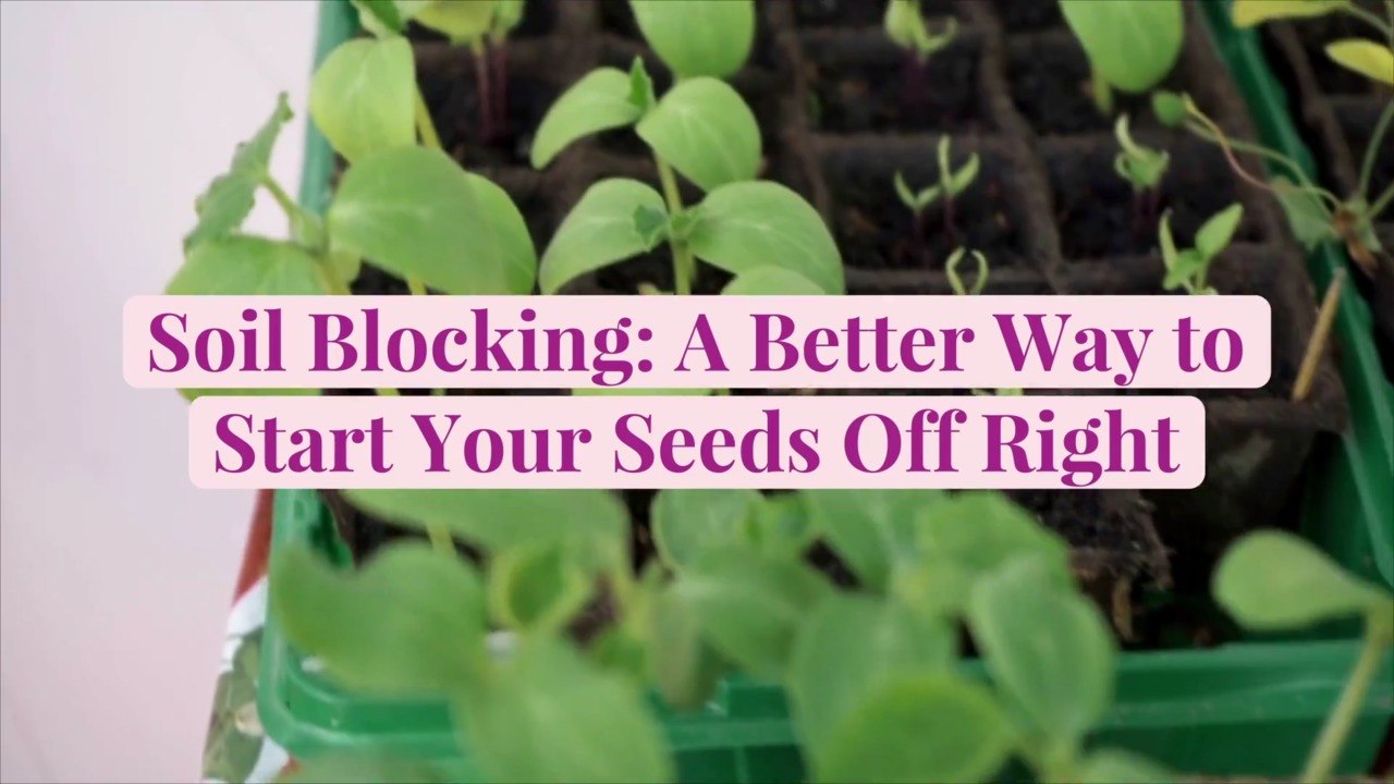 Soil Blocking: A Better Way to Start Your Seeds Off Right