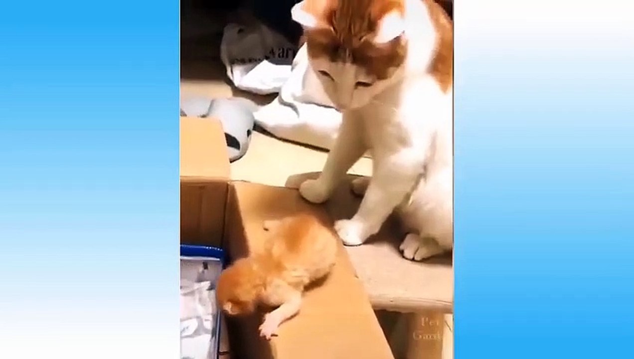 cute the cats.