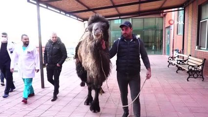 Burdur'da deveye katarakt ameliyatı