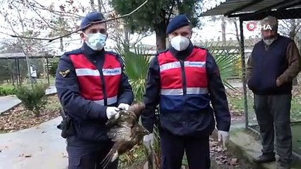 Avcıların vurduğu şahin otelin tenis kortunda yaralı halde bulundu