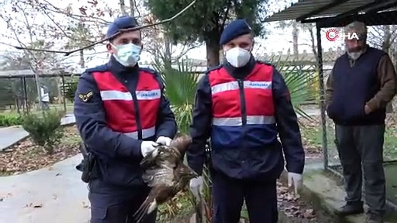 Avcıların vurduğu şahin otelin tenis kortunda yaralı halde bulundu