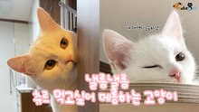 낼름 박사, 그 츄르 내꺼 우동이