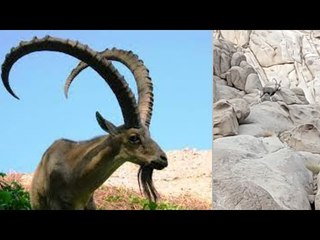 حيوان نادر يظهر بسيناء.. التيتل البري يظهر بجوار الدير في سانت كاترين