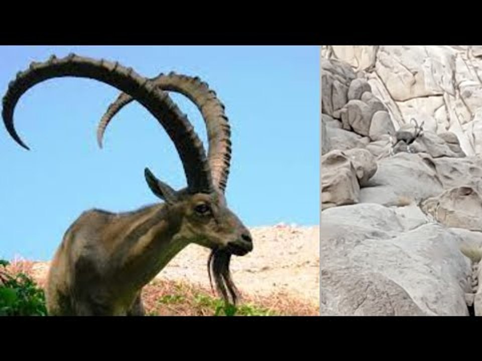 حيوان نادر يظهر بسيناء.. التيتل البري يظهر بجوار الدير في سانت كاترين