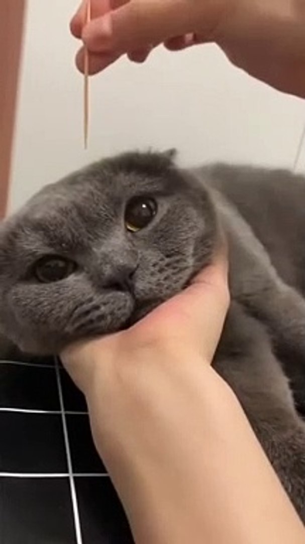 ⁣Cat - cat musical instrument