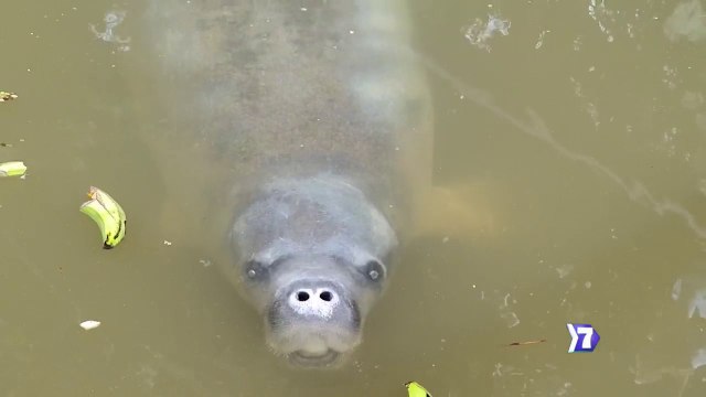 7dias-Rastreando al tímido manatí-100122