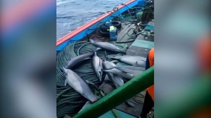 Diduga Bantai 7 Lumba-lumba, 23 ABK Pacitan Diamankan Polisi