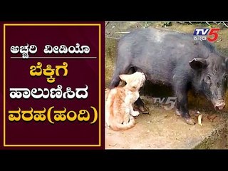 ಅಚ್ಚರಿ: ಬೆಕ್ಕಿಗೆ ಹಾಲುಣಿಸಿದ ವರಾಹ | Amazing Video - Stray Pig Feeds a Hungry Cat | TV5 Kannada