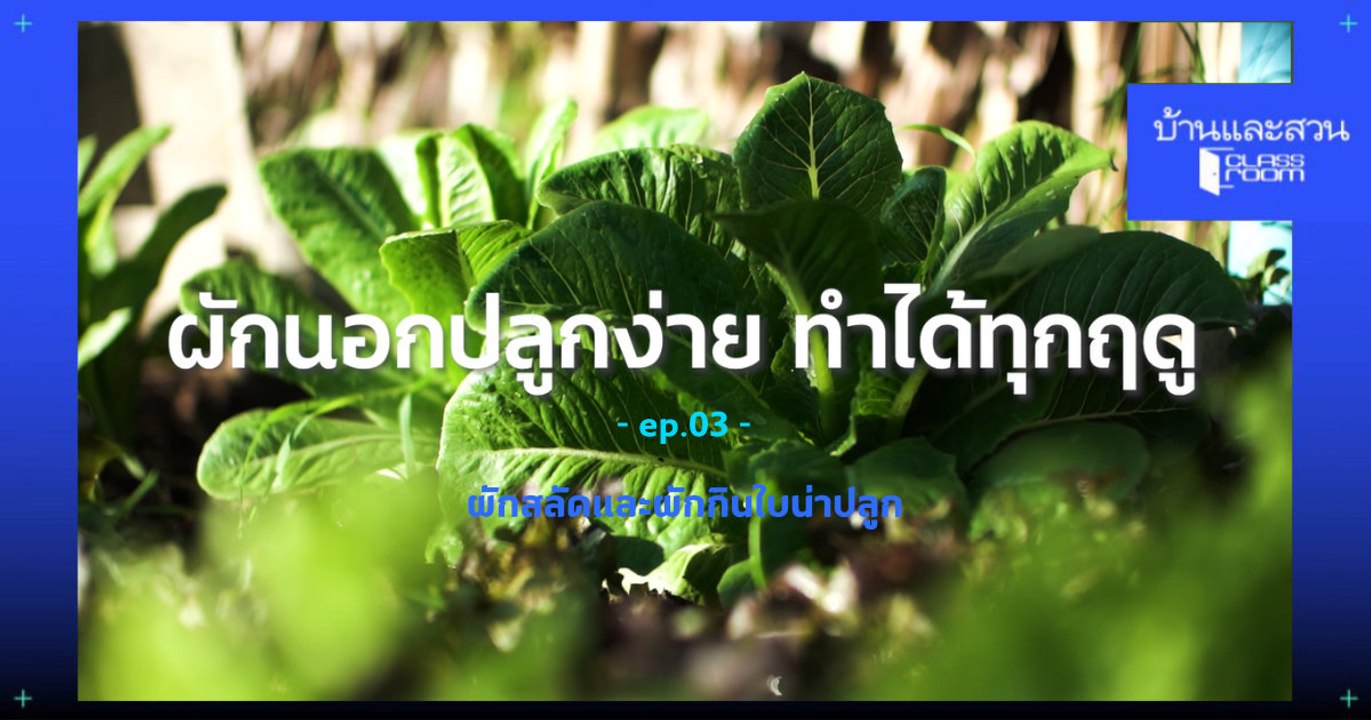 BS Classroom EP3 :_ผักสลัดและผักกินใบน่าปลูก เคล สวิสชาร์ด