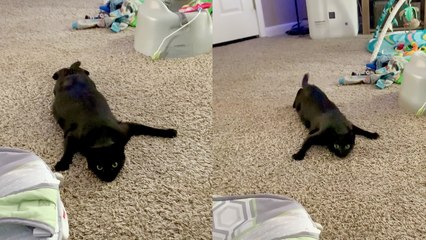 'Slithery cat channels her inner snake by doing a CRAZY crawl'