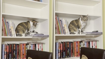 'Naughty cat goes against owner's command and pushes remote off shelf '