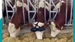 نظارات الواقع الافتراضي لخداع الأبقار وزيادة إنتاج الحليب