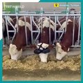 نظارات الواقع الافتراضي لخداع الأبقار وزيادة إنتاج الحليب