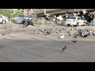 مشهد أوروبي على كورنيش الزمالك.. تجمع «الحمام» كل صباح والمارة يطعمونه