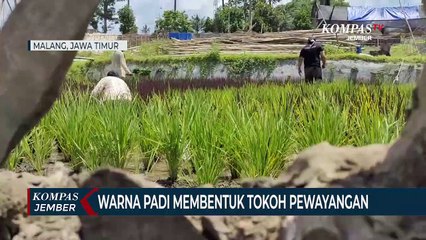 Wisata Sawah, Warna Padi Membentuk Tokoh Pewayangan