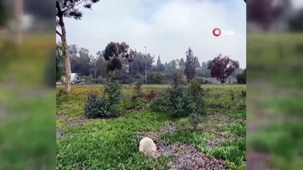 Otoyolun ortasında ''deniz aslanı'' şaşkınlığı