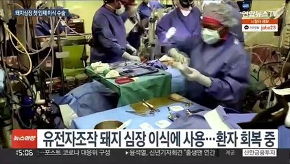 미 연구팀, 유전자 조작 돼지심장 세계 첫 인체 이식…회복중