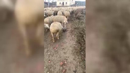 Sürüye eşlik eden çoban köpeği yavrusuna koyunlardan ilgi