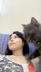 Kucing pintar bisa pijit