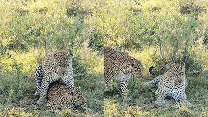 'Kenya: Leopards' 'short but wild' mating session caught on camera  '