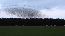 'Starlings form stunning patterns in the sky amid coordinated flight '