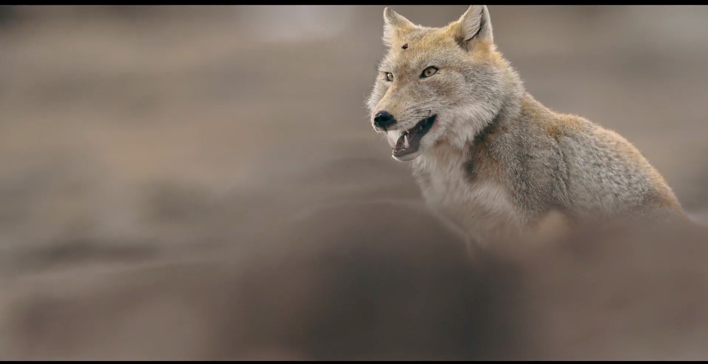 Der Schneeleopard - Trailer (Deutsch) HD