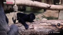 Berlin Hayvanat Bahçesi'ndeki yavru goril ilgi odağı oldu