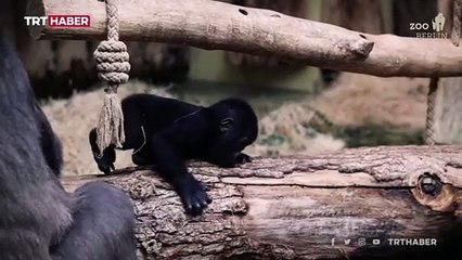 Berlin Hayvanat Bahçesi'ndeki yavru goril ilgi odağı oldu