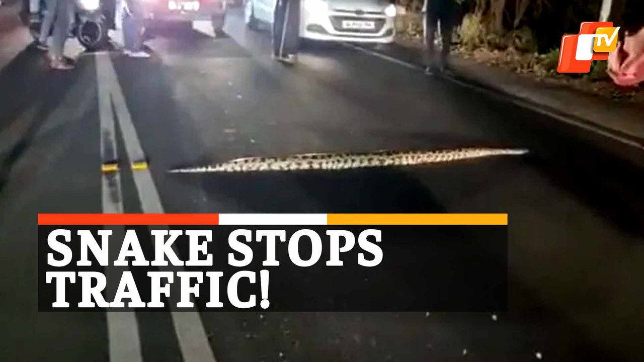 WATCH Giant Python Crossing Road & Holding Up Traffic