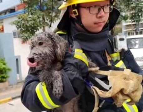 Son dakika: Alevlerden kaçıp balkona sığınan köpeği itfaiye kurtardı