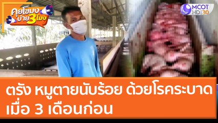 ตรัง หมูตายนับร้อย ด้วยโรคระบาด เมื่อ 3 เดือนก่อน (11 ม.ค. 65) คุยโขมงบ่าย 3 โมง