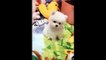 2022 Animals SOO Cute! Cute baby animals Videos Compilation cutest moment of the animals #6