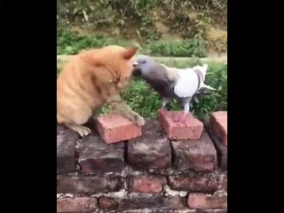 2022 Animals SOO Cute! Cute baby animals Videos Compilation cutest moment of the animals #7