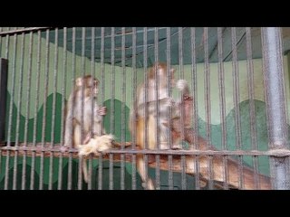 حكاية «القرد حسام».. «بيرقص» وأمه بتغير عليه من الحارس