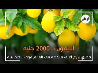 الليمون بـ 2000 جنيه.. مصري يزرع أغلى فاكهة في العالم فوق سطح بيته