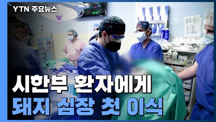 美 시한부 환자에게 돼지 심장 첫 이식...역사적 분수령 / YTN