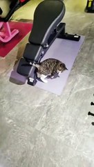 Spor salonunda mekik çeken kedi