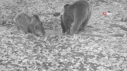 Boz ayılar Uludağ'da foto kapana böyle yakalandı