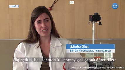 Araç Kullanan Japon Balığı