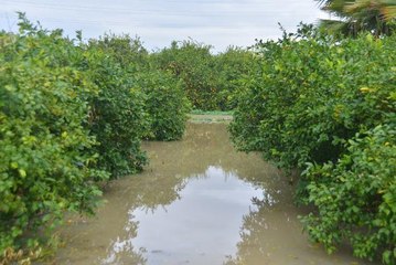 ADANA'DA TARIM ARAZİLERİ SU ALTINDA KALDI