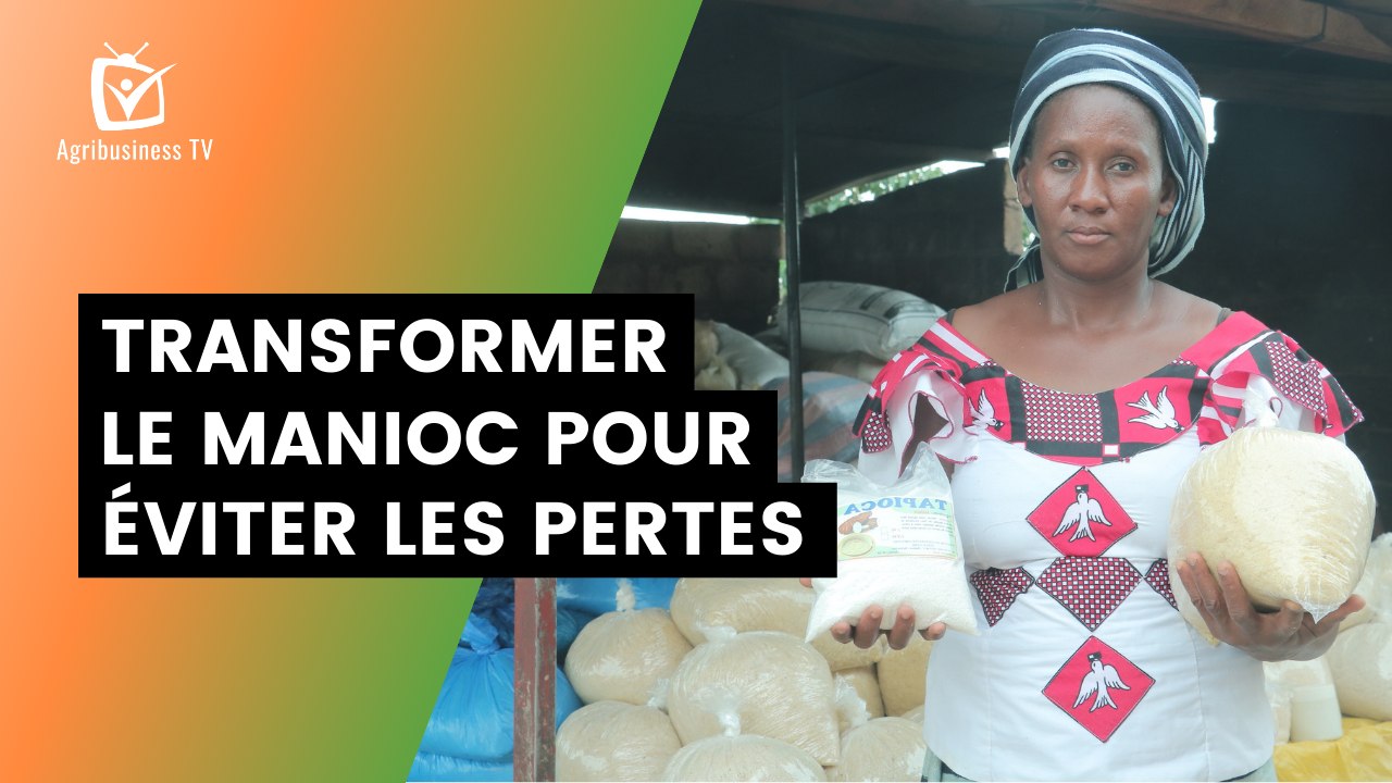 Burkina Faso : Transformer le manioc pour éviter les pertes