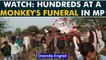 Madhya Pradesh: 1,500 attend monkey's funeral feast amid Covid surge; 2 arrested | Oneindia News