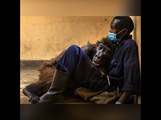 «في حضن حارسها».. نفوق الغوريلا «نداكاسى» صاحبة أشهر صورة سيلفي لحيوان